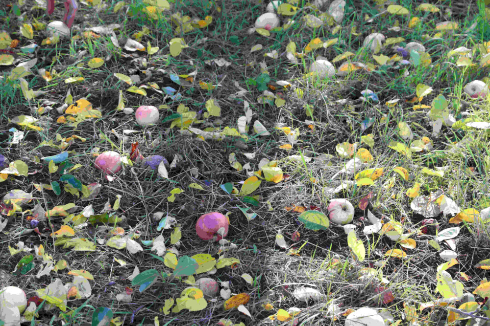 Apfelwiese im Herbst