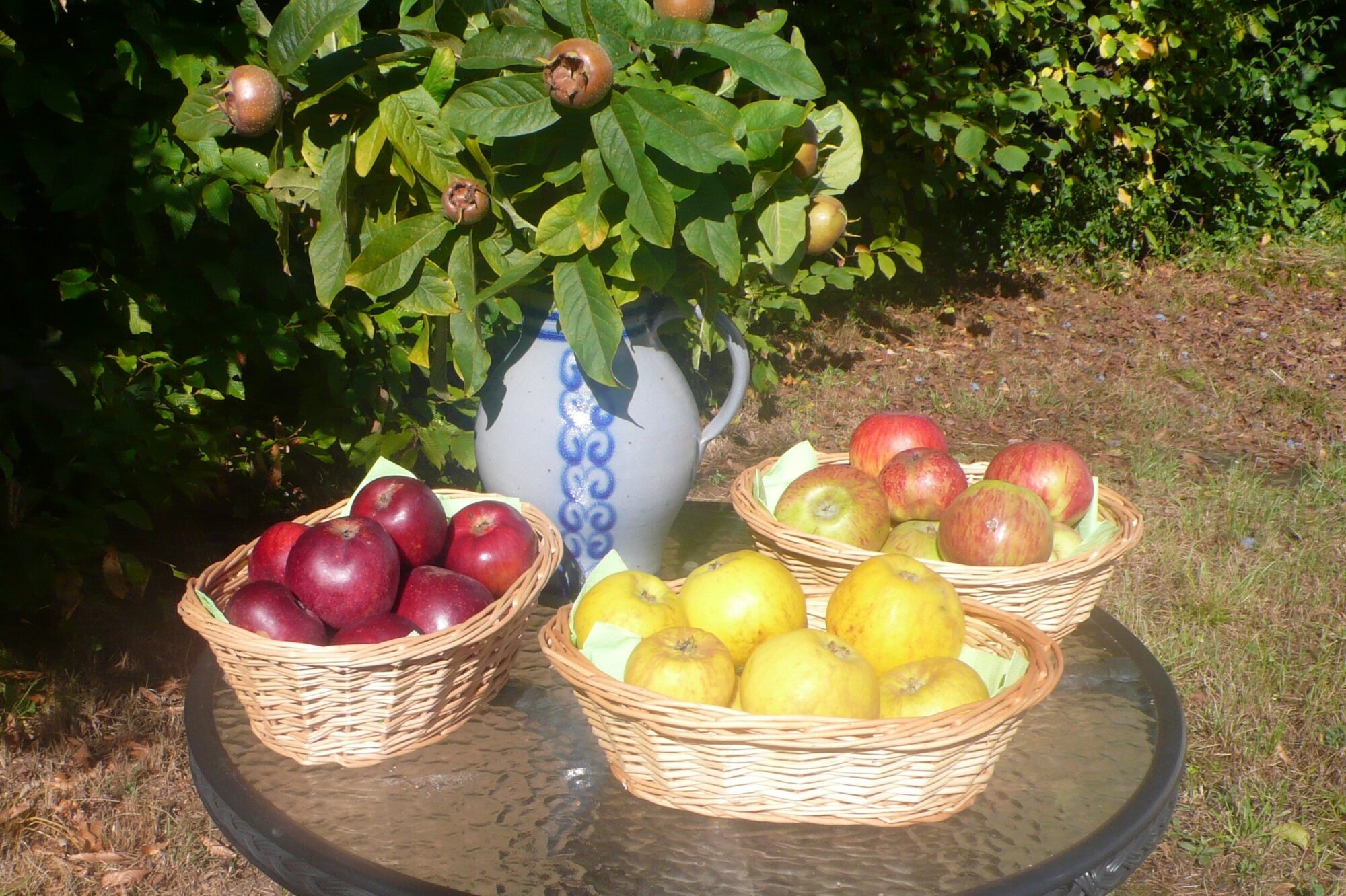 Drei markante regionaltypische Apfelsorten