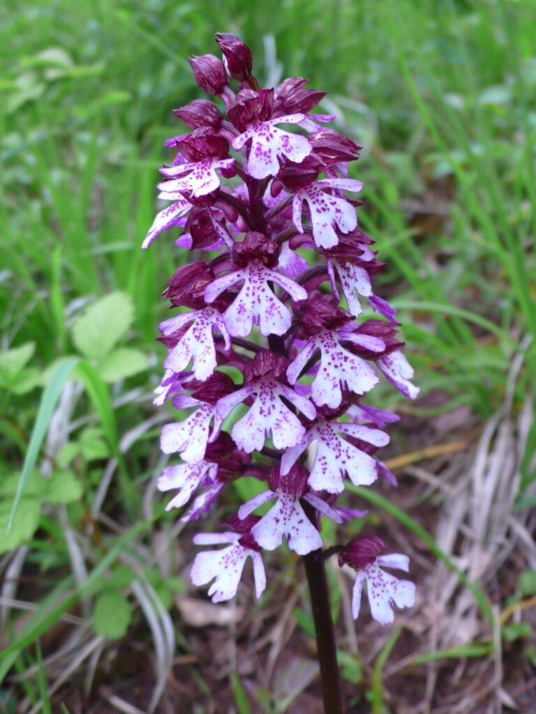 Purpur-Knabenkraut_(Orchis_purpurea)